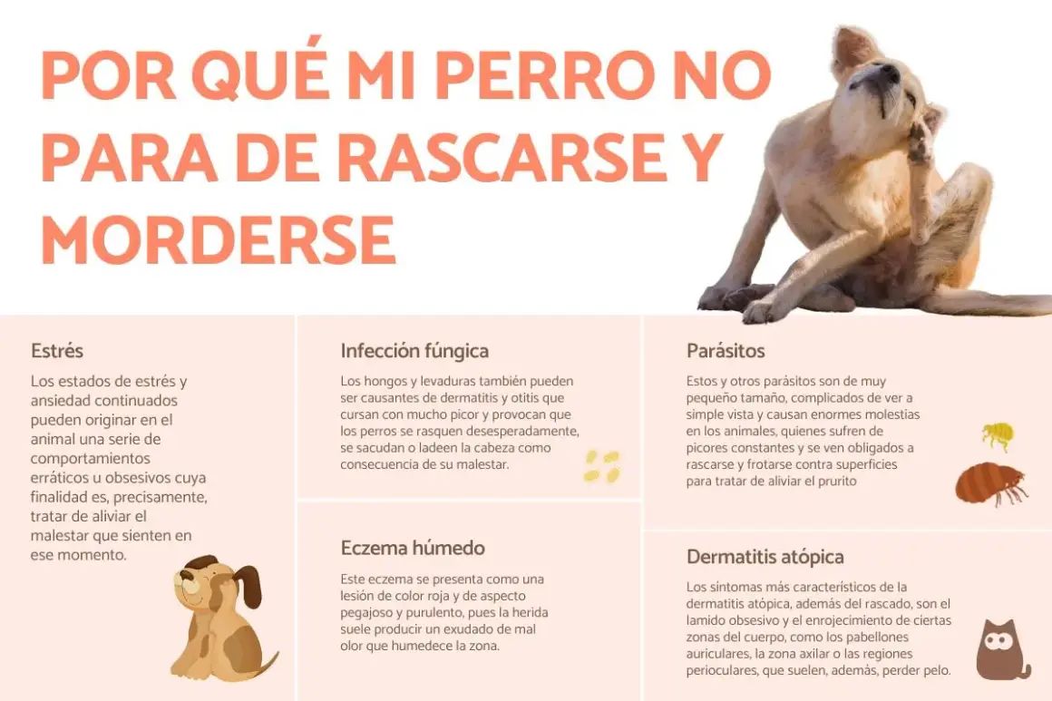 Perro rascándose intensamente, sufriendo de picores. El texto explica las causas de los picores en perros, como parásitos o dermatitis.