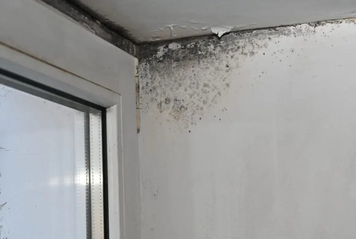Angolo di una stanza con muffa nera e grigia sul soffitto e sulla parete, segno di come riconoscere le infiltrazioni d'acqua.