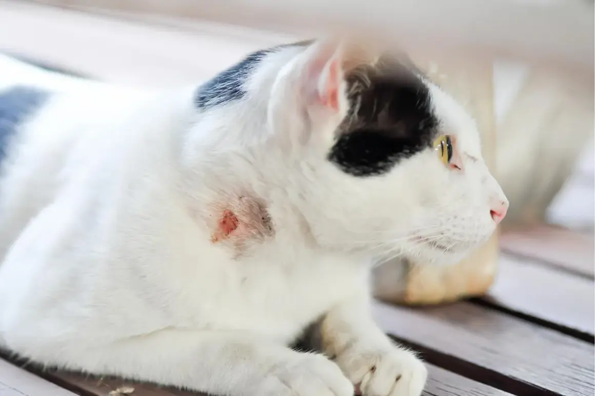 Gato blanco y negro con herida en el cuello. Un gato puede morir por un absceso si no se trata.
