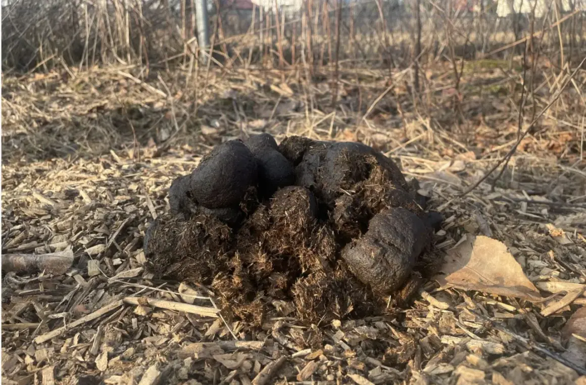 Kupa świeżych słupkowców u koni, leżąca na ściółce z drewna i suchych liści.