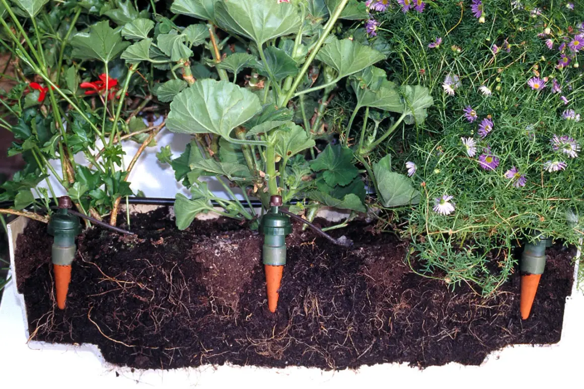 Gröna växter med röda blommor och lila blommor i en låda. Tre gröna droppbevattningskottar är nedstuckna i jorden, kopplade till ett självvattningssystem.