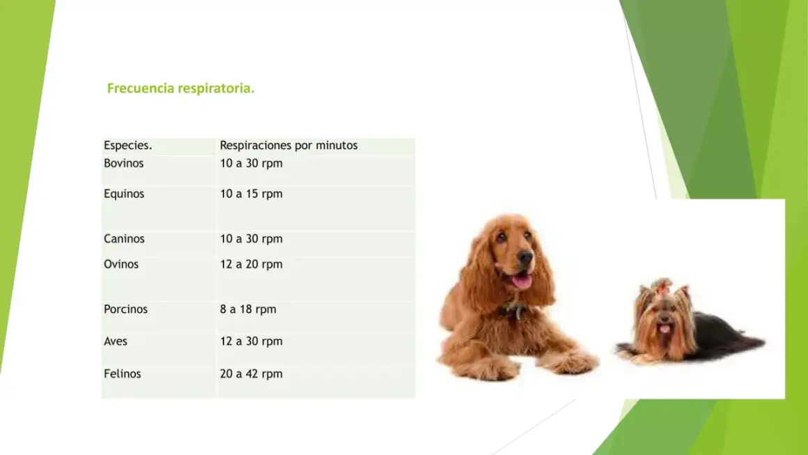 Tabla de frecuencia respiratoria de animales, incluyendo la de perros (caninos) con 10 a 30 rpm.