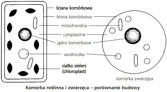 Czym różni się komórka roślinna od zwierzęcej? Kluczowe różnice, które musisz znać
