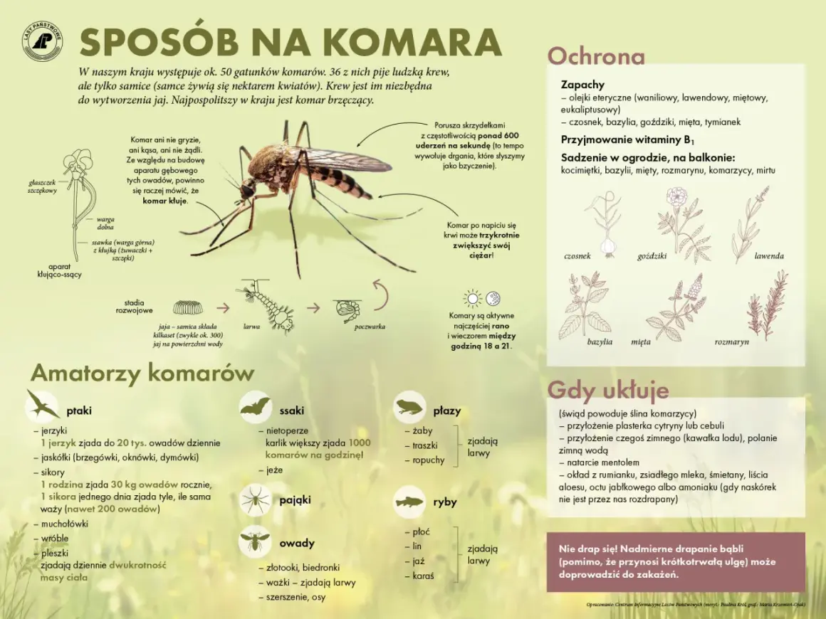 Komar kłuje, a nie gryzie. Ten owad, choć mały, potrafi być uciążliwy.