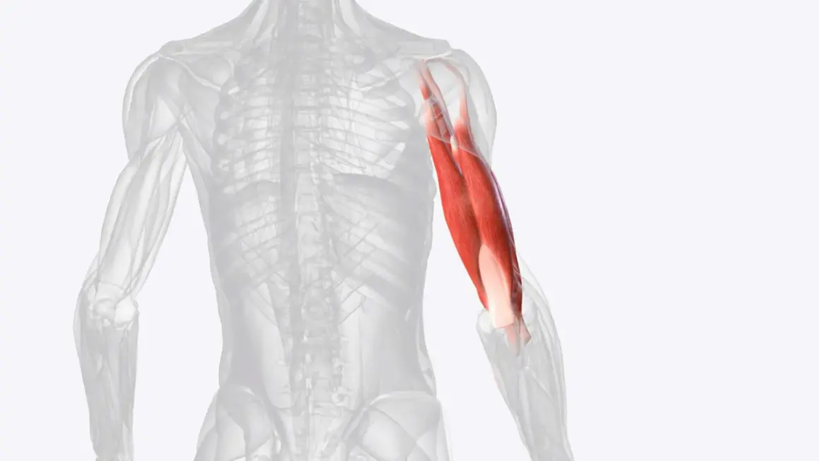 Der Triceps brachii Muskel am menschlichen Oberarm, rot hervorgehoben.