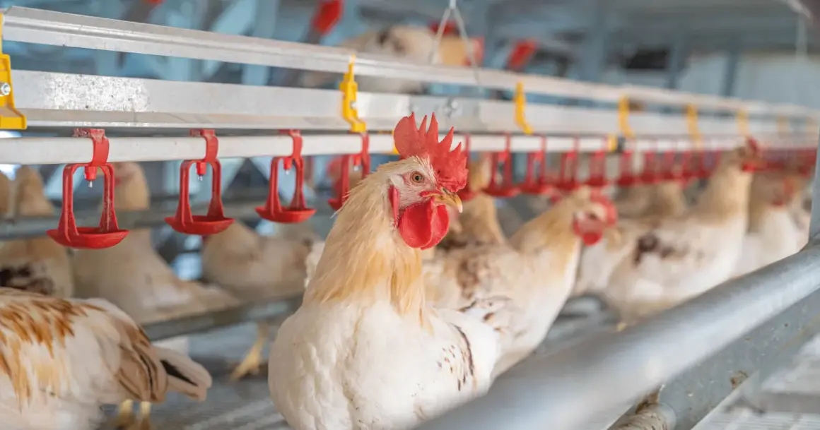 Ein junges Huhn blickt neugierig in die Kamera, während andere Hühner im Hintergrund in einem modernen Stall sitzen.