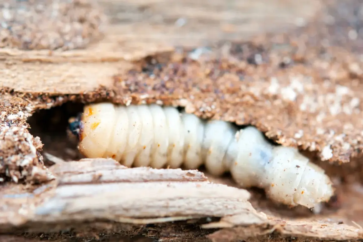 Larva di tarme del legno che scava nel legno marcio, mostrando il suo corpo segmentato e la testa scura.
