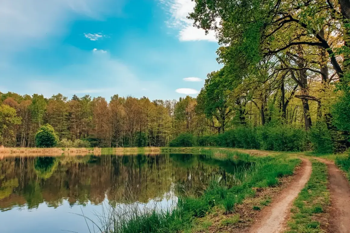 Spokojny dzień nad jeziorem, gdzie ścieżka wije się wśród zieleni. Pojezierze Palowickie zachwyca odbiciem drzew w tafli wody.