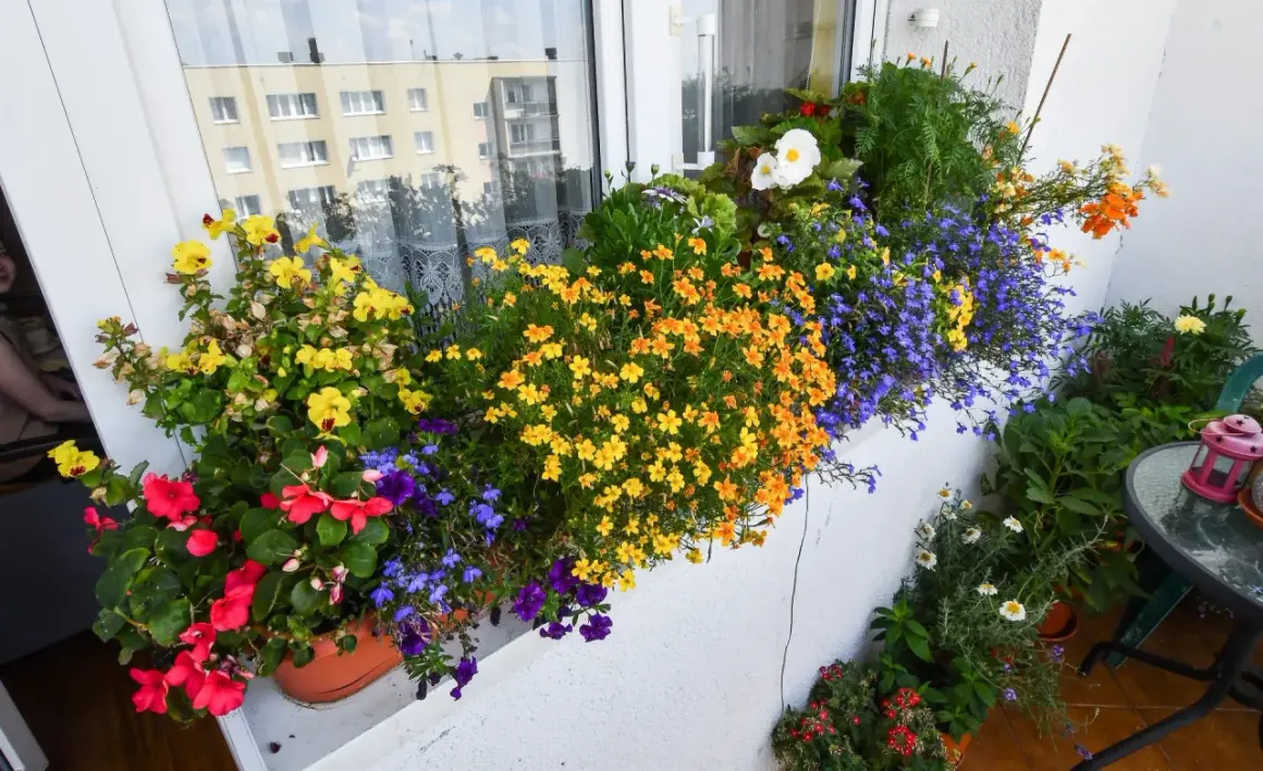 Kolorowe kwiaty na balkon wschodni: żółte, pomarańczowe, czerwone i niebieskie tworzą barwną kompozycję.