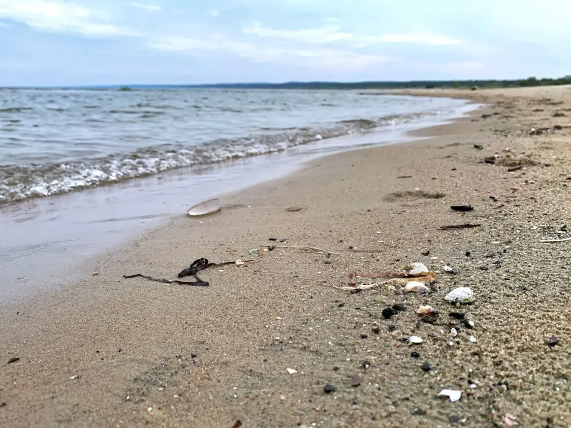 Piaszczysta plaża nad spokojną wodą, z widocznymi muszlami i wodorostami.