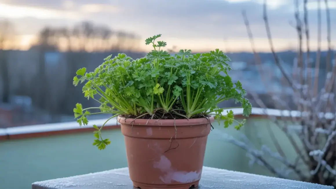 Un vaso di prezzemolo rigoglioso sul balcone, con brina che decora il davanzale. La semina prezzemolo è un successo, nonostante il freddo.
