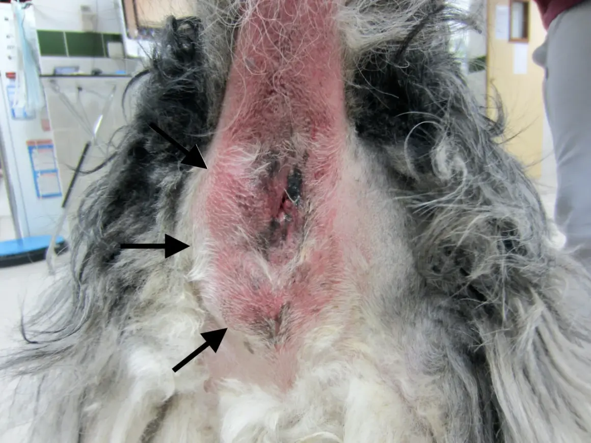 Zone périanale d'un chien présentant un anus gonflé et rouge, avec des zones irritées et des poils clairsemés.