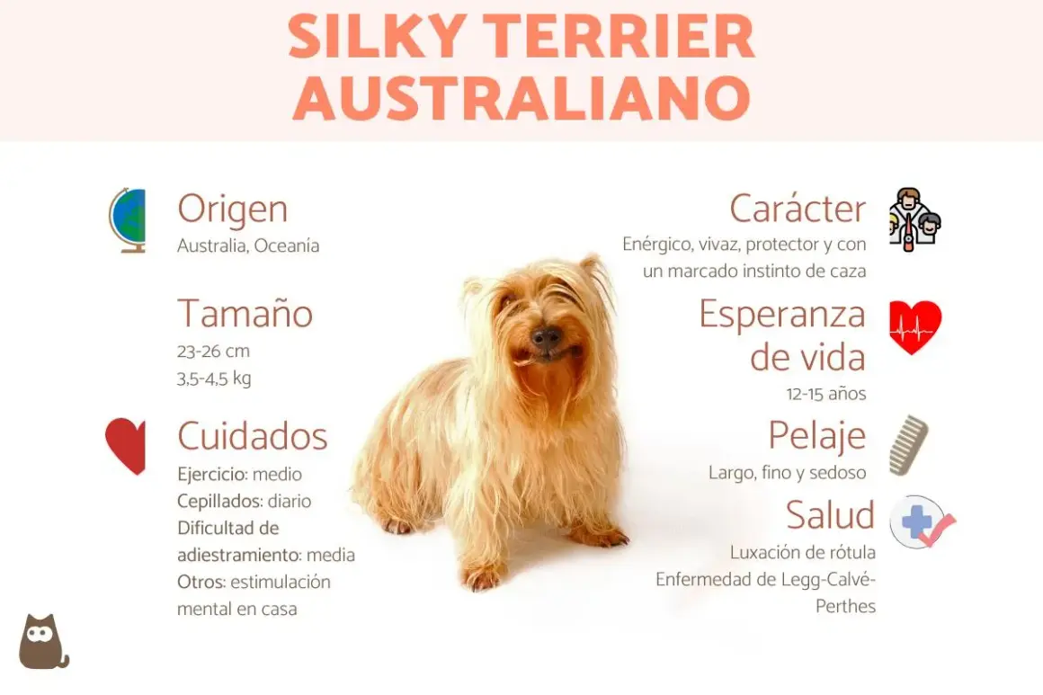 Un adorable Australian Silky Terrier, con su pelaje largo y sedoso, posa sonriente. La infografía detalla su origen australiano, tamaño, cuidados, carácter enérgico y salud.