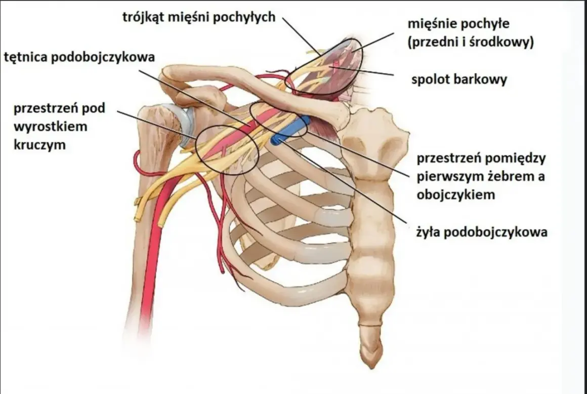 Anatomia klatki piersiowej: tętnica i żyła podobojczykowa, mięśnie pochyłe, splot barkowy, przestrzeń pod wyrostkiem kruczym, przestrzeń między pierwszym żebrem a obojczykiem.