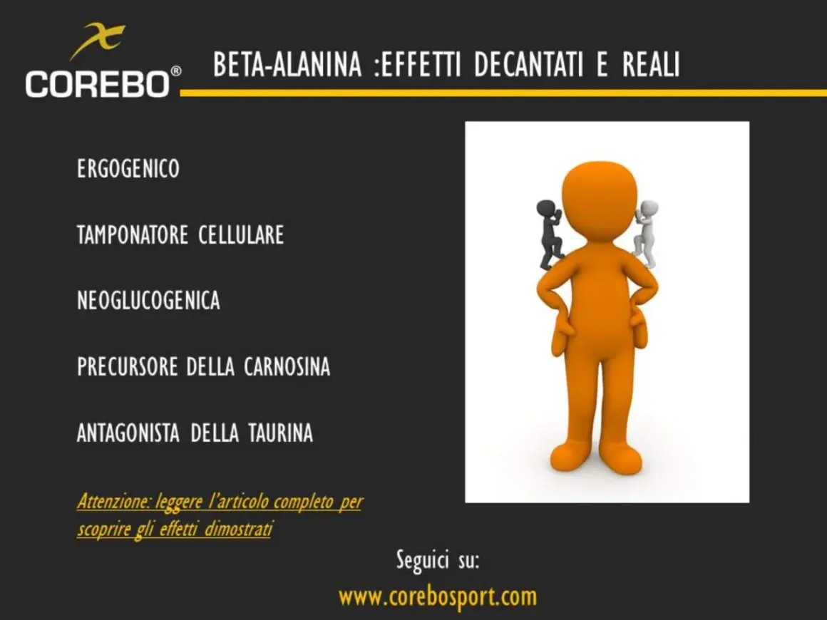 Beta-alanina: ergo, tampone cellulare, precursore carnosina. Scopri a cosa serve per migliorare le prestazioni.