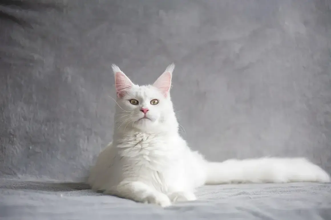 Biały kot Maine Coon, jakby z wiersza na pożegnanie kota, spogląda z szarego tła. Jego puszyste futro i bystre oczy budzą wspomnienia.