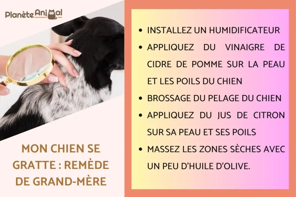 Un chien est examiné à la loupe. Le texte propose un remède de grand-mère anti puce pour chien, incluant vinaigre de cidre et jus de citron.