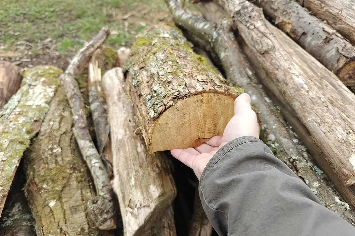 Main d'une personne tenant une bûCHE de bois coupée, avec une pile de bois en arrière-plan.