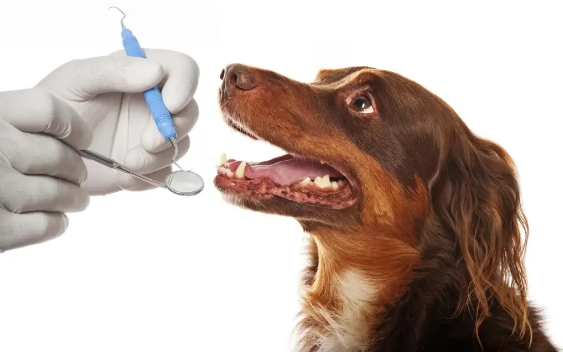 Un veterinario revisa los dientes de un perro con un espejo dental. ¡Es hora de limpiar dientes perro!