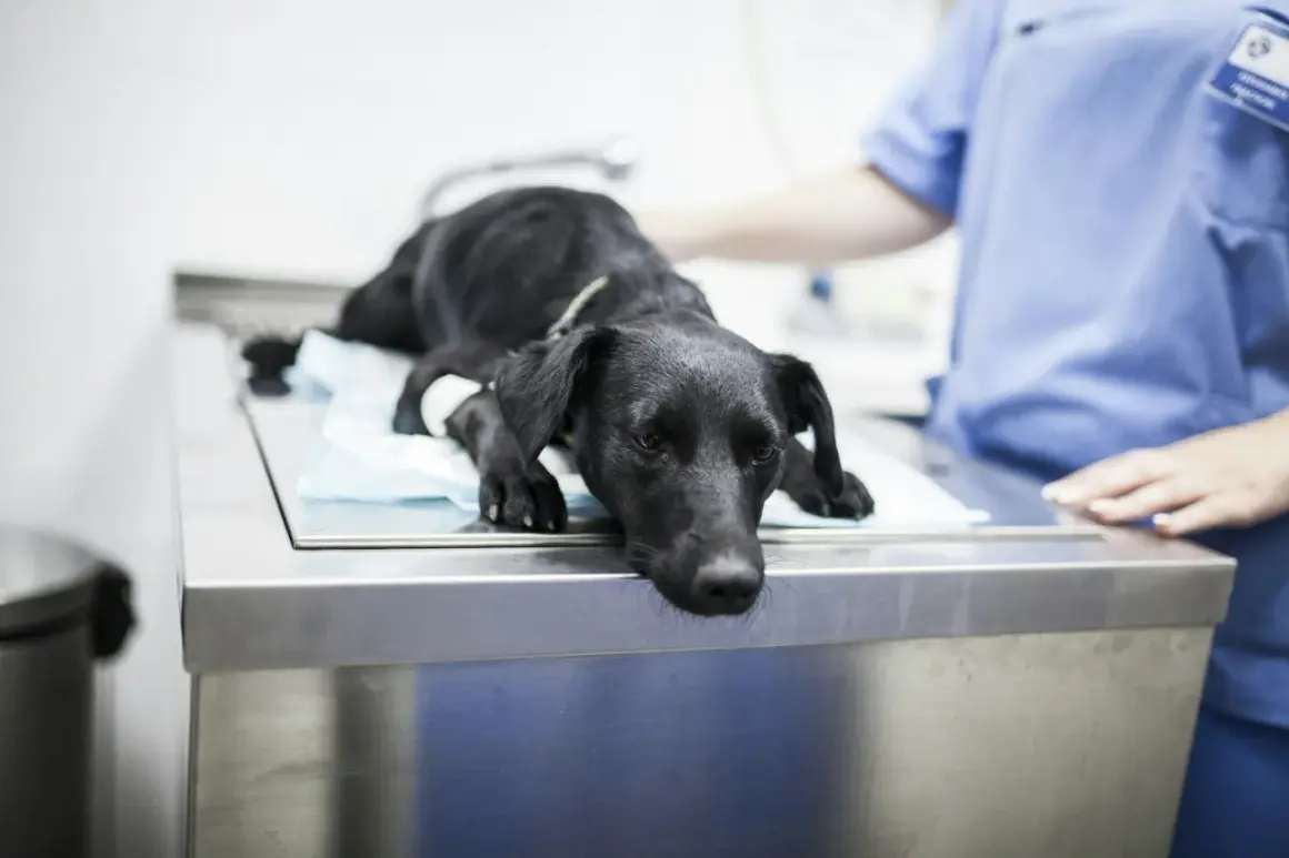 Un chien noir, visiblement fatigué, est allongé sur une table d'examen vétérinaire. Une infirmière en blouse bleue est à ses côtés. On se demande combien de temps pour évacuer un corps étranger chien.