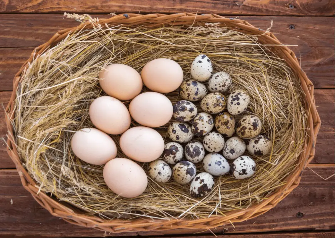Ein Nest mit Hühner- und Wachteleiern. Wachteleier sind klein, gefleckt und gelten als besonders gesund.