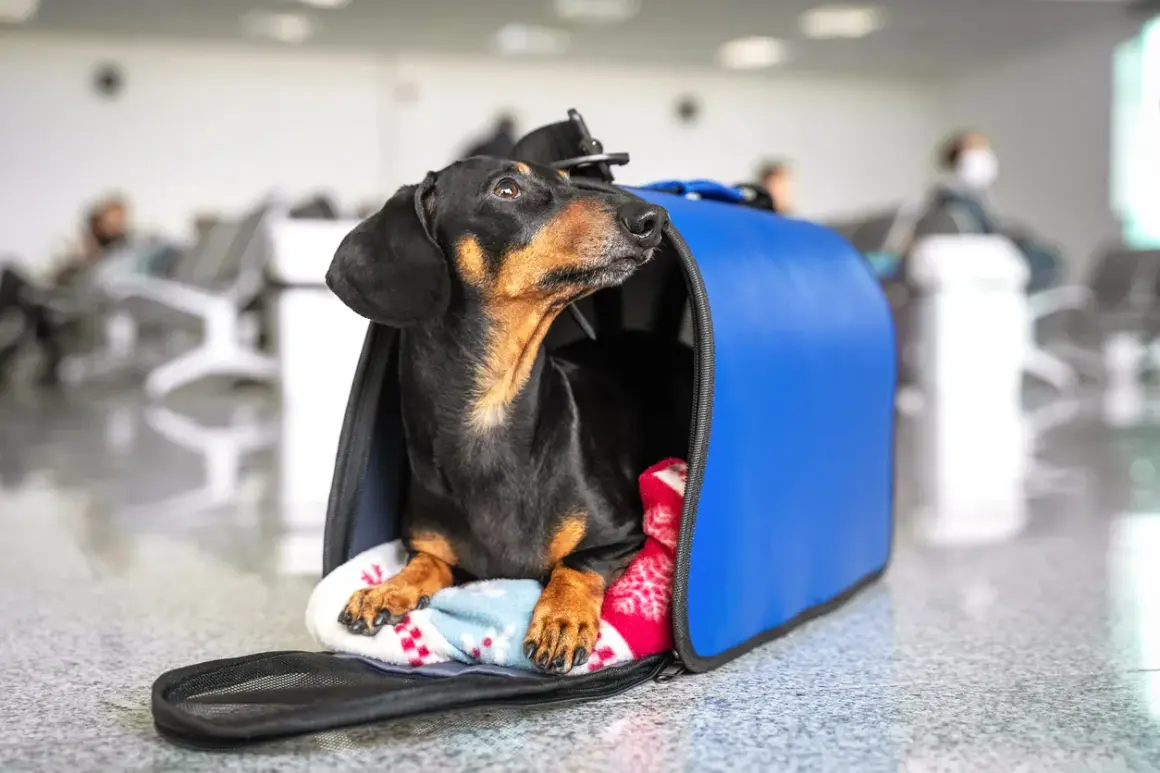 Un teckel noir et brun attend patiemment dans sa cage de transport bleue, prêt pour un voyage avec son chien en Europe.