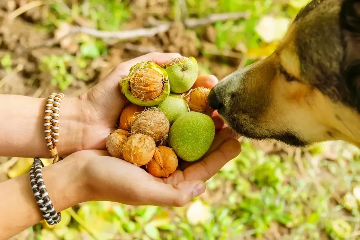 Un chien renifle des noix dans une main. Attention à l'intoxication aux noix chez le chien, surveillez les symptômes.