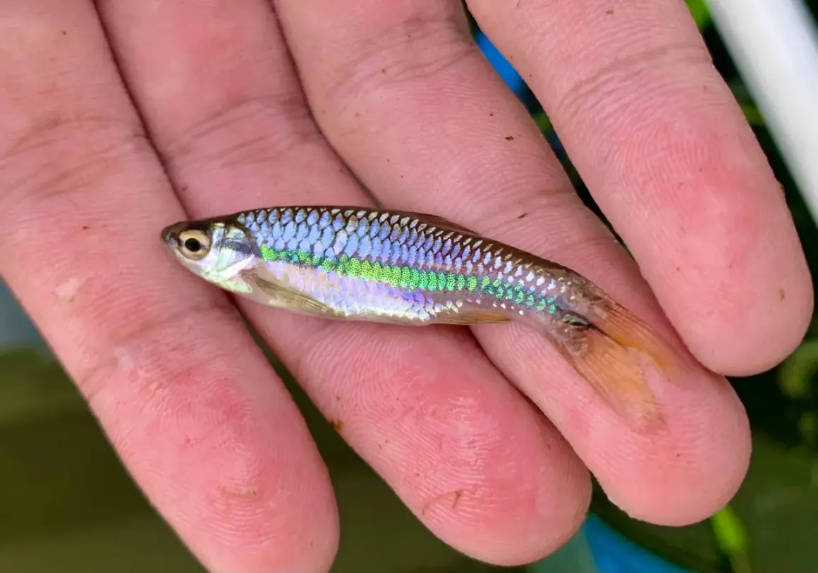 Un petit poisson vairon aux reflets irisés bleus et verts repose sur une main.