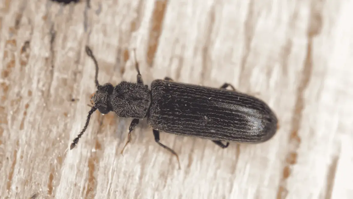 Gros plan d'un insecte xylophage noir, aux antennes filiformes, se déplaçant sur une surface en bois clair.