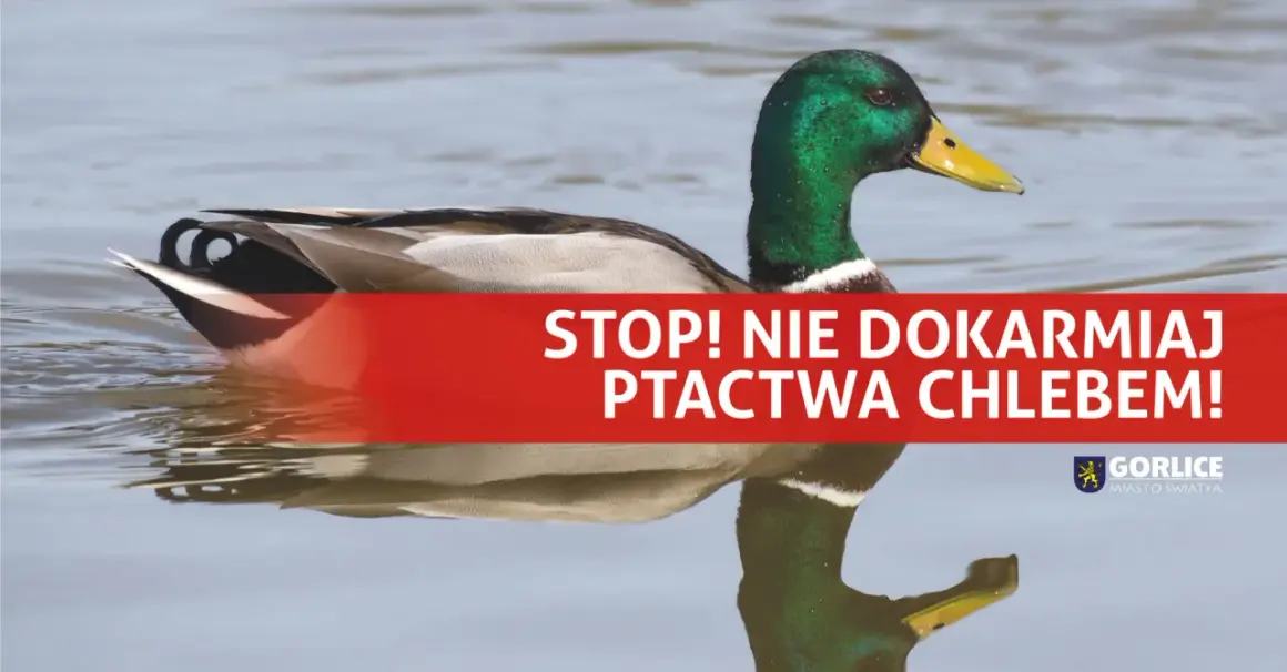 Kaczka pływa w wodzie. Napis "STOP! NIE DOKARMAIAJ PTACTWA CHLEBEM!" przypomina, że kaczki nie powinny jeść chleba.