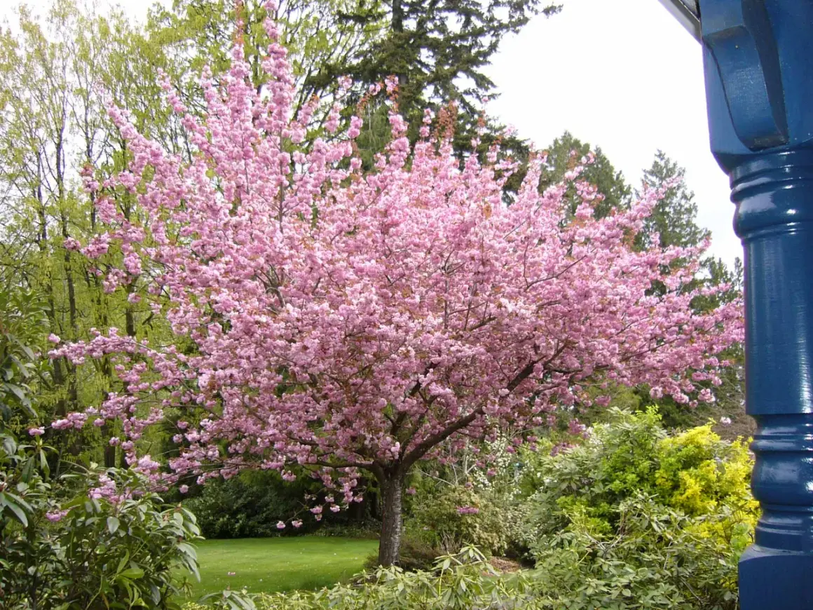Un albero da fiore rosa acceso domina il giardino, con un elenco di alberi da fiore che sembrano danzare nel vento primaverile.