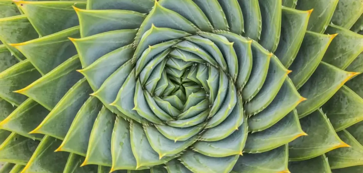Zielone liście sukulentu układają się w spiralę, tworząc wzór przypominający złoty podział. Fotografia ukazuje piękno natury.