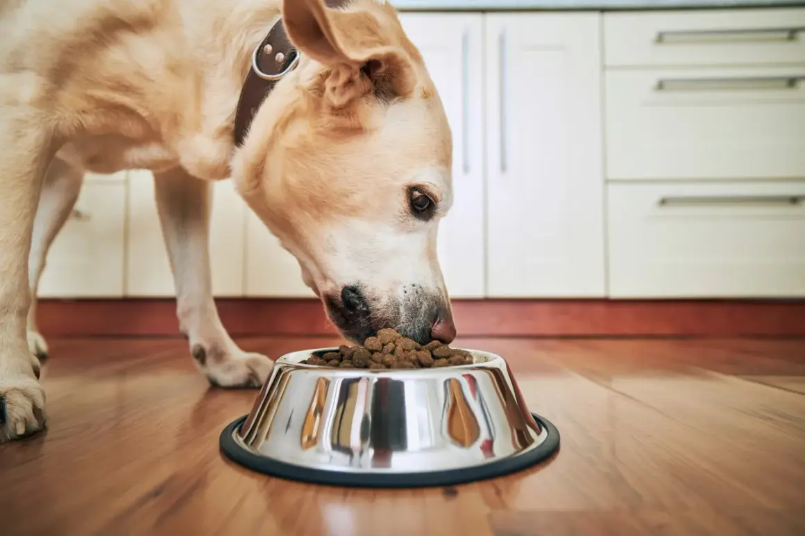 Chien mangeant dans sa gamelle, un symptôme chien qui a faim évident.