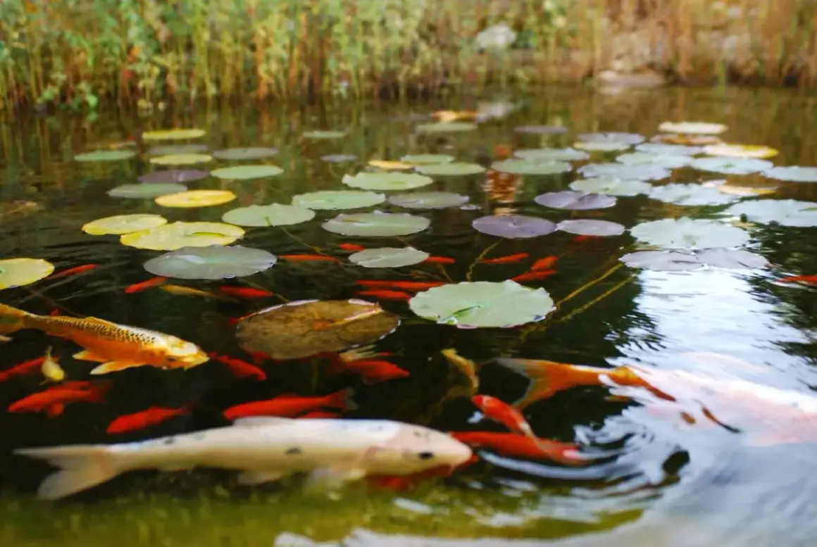 Un bassin paisible avec des nénuphars et de nombreux poissons rouges, dont un grand poisson omnivore doré, nagent dans l'eau claire.