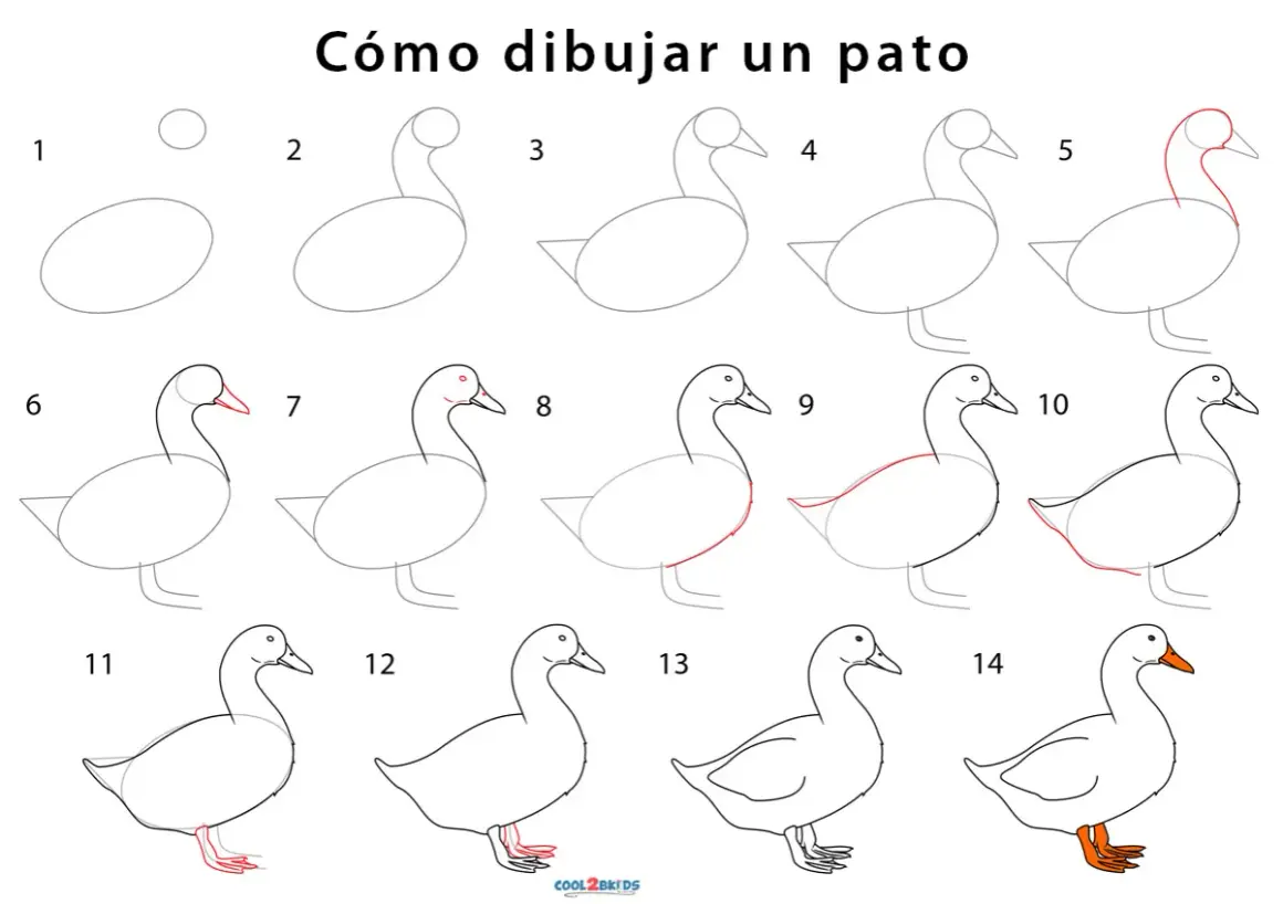 Instrucciones paso a paso para dibujar un pato. Aprende a crear tu propio pato para dibujar con esta guía visual.