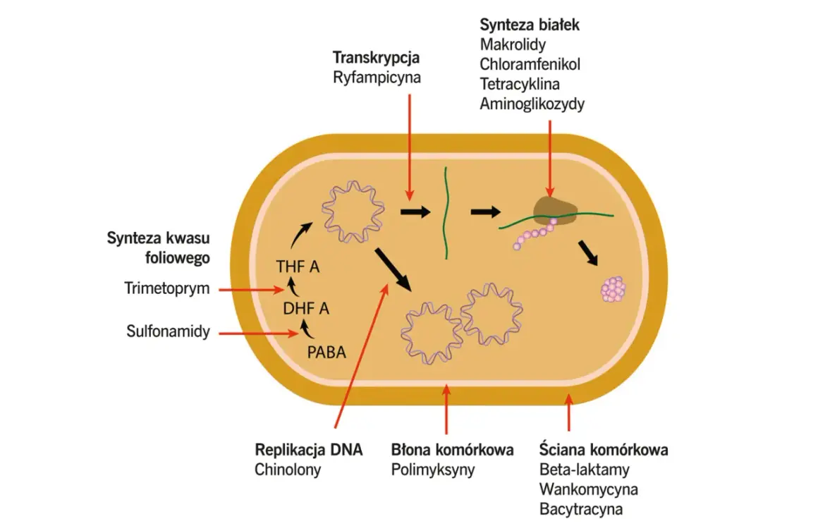 Schemat działania antybiotyków na bakterie: ryfampicyna hamuje transkrypcję, chinolony replikację DNA, a **biodacyna** (bacytracyna) syntezę ściany komórkowej.