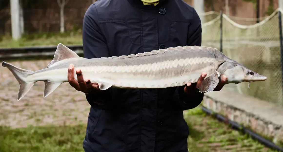 Un homme tient un esturgeon beluga, un poisson préhistorique aux plaques osseuses distinctives.