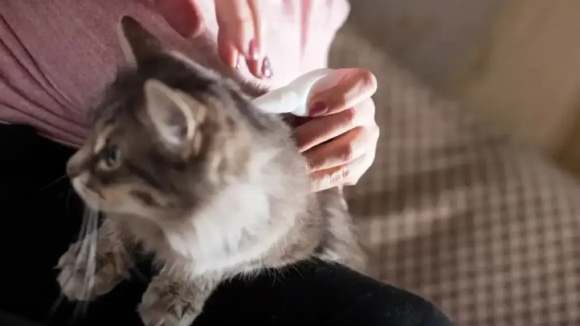 Persona aplica tratamiento para piojos en gatos.