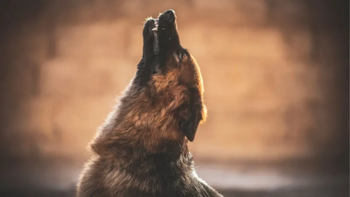 Un perro pastor alemán aúlla hacia el cielo, quizás preguntándose porque aúllan los perros. Su pelaje se ilumina con la luz del atardecer.