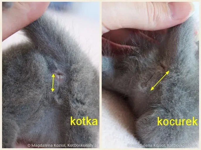 Jak rozpoznać płeć kota? Pewne metody, nawet u kociaka!