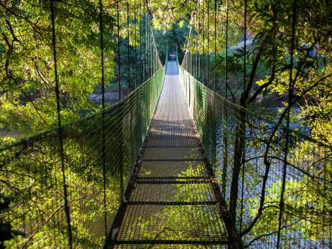 Un puente colgante de Noia se adentra en un bosque frondoso, con el agua reflejando la luz entre los árboles.