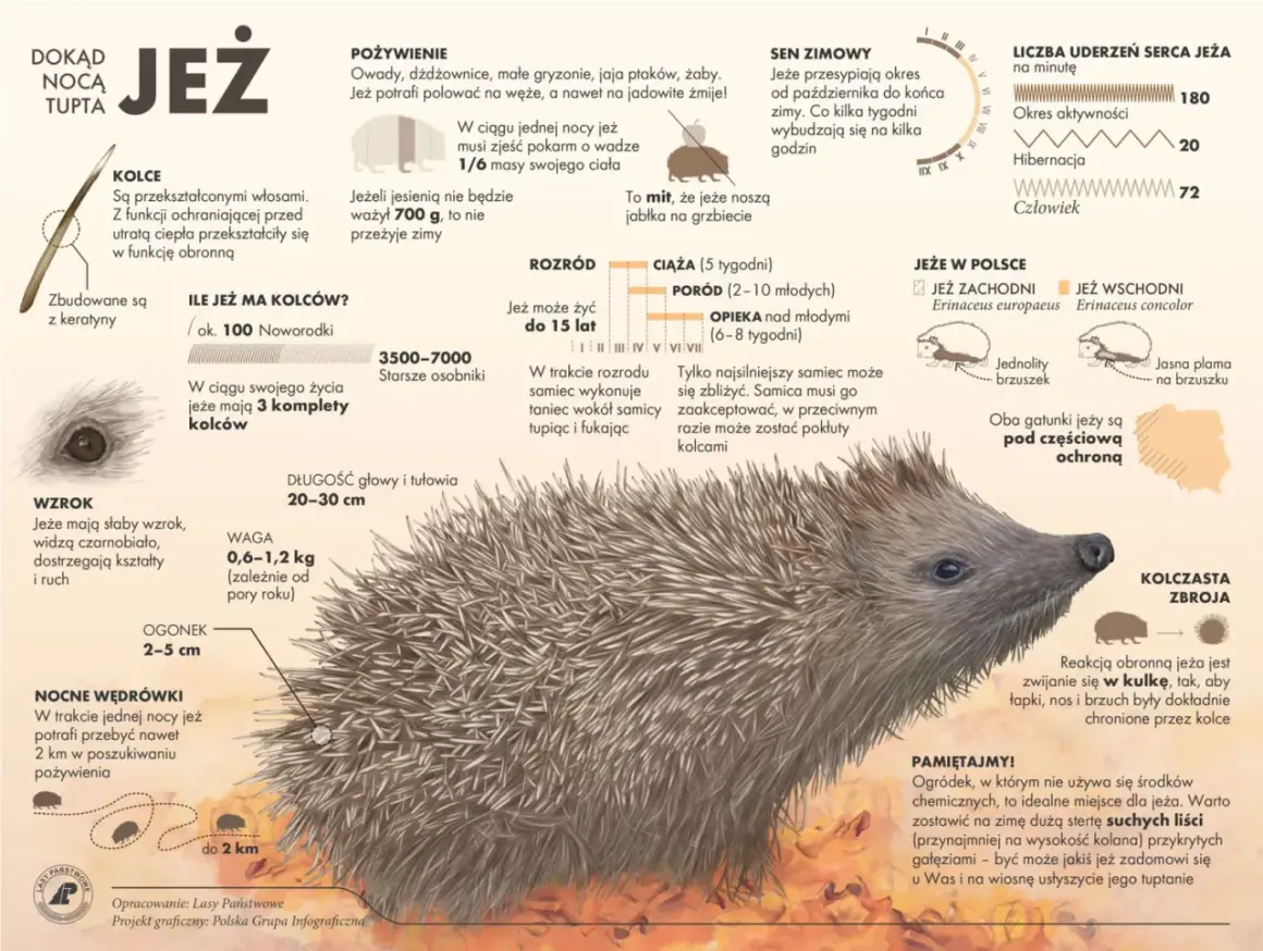 Jeże śpią w stertach liści, tworząc przytulne nory. W nich, z dala od drapieżników, bezpiecznie spędzają zimę.