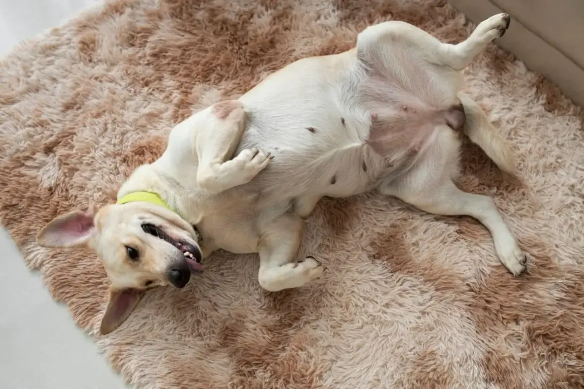 Perro blanco tumbado boca arriba en una alfombra peluda, con la lengua fuera y las patas en el aire. Parece que a mi perro le suenan las tripas.