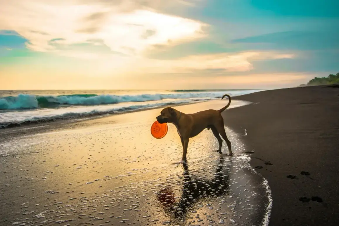 Un chien brun avec un frisbee orange dans la gueule profite de ses vacances avec chien sur une plage au coucher du soleil.