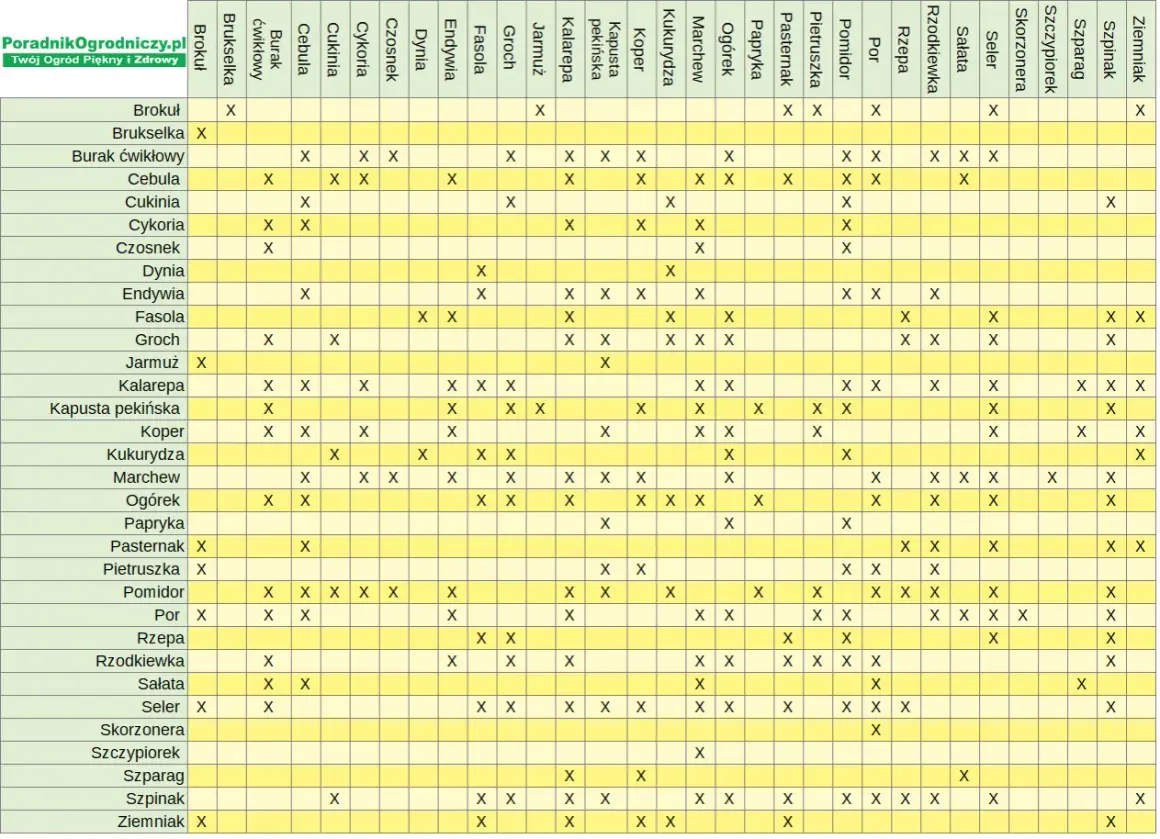 Tabela pokazuje, co sadzić obok pietruszki. Dobrymi sąsiadami są m.in. pomidor, marchew, cebula i sałata.