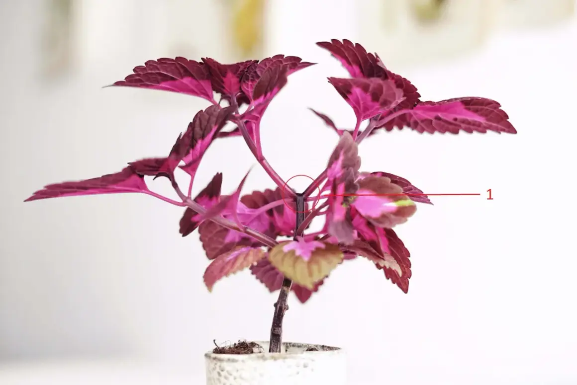 En vacker palettblomma med mörklila och rosa blad. En röd cirkel markerar var man ska toppa palettblad för att få en buskigare planta.