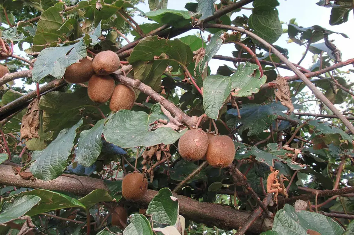 Frutti di kiwi maturi pendono dai rami, pronti per essere raccolti. Le foglie verdi creano uno sfondo lussureggiante.