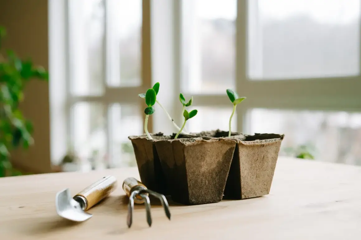 Små plantor växer i torvkrukor på ett träbord, redo att planteras ut. Bredvid står en liten trädgårdsspade och en minigrepa, som om de väntar på att få hjälpa till med en plantlampa.