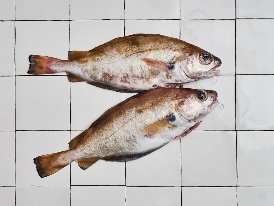 Deux poissons tacauds frais, prêts à être cuisinés, reposent sur un carrelage blanc.