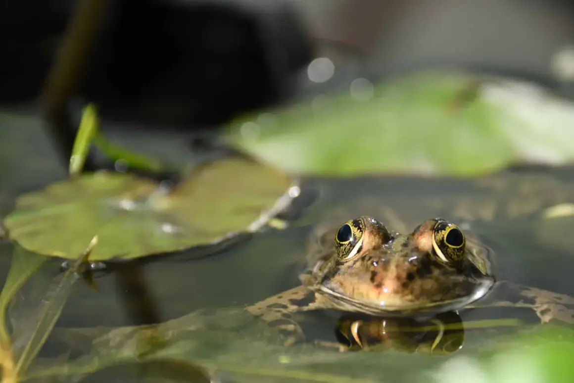 Une grenouille aux yeux dorés émerge de l'eau, entourée de nénuphars. Comment faire fuir les grenouilles de mon bassin ?